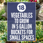 18 Vegetables to Grow in 5-Gallon Buckets for Small Spaces