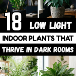 18 Low Light Indoor Plants That Thrive in Dark Rooms