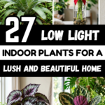 27 Low Light Indoor Plants for a Lush and Beautiful Home