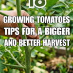 18 Growing Tomatoes Tips for a Bigger and Better Harvest