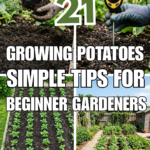 21 Growing Potatoes: Simple Tips for Beginner Gardeners