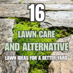 16 Lawn Care and Alternative Lawn Ideas for a Better Yard