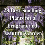 28 Best Smelling Plants for a Fragrant and Beautiful Garden